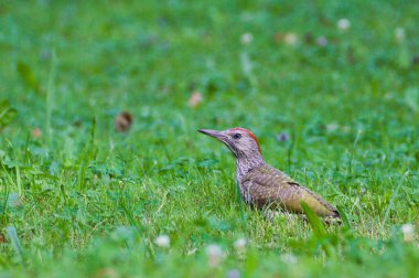 Kuş Picus Viridis nam-ı diğer Avrupalı yeşil ağaçkakan çimlerde.