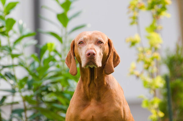 Portrait of Vizsla aka Hungarian Short-haired Pointing Dog.