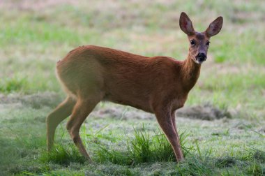 Capreolus capreolus Avrupa yumurtası bir tarlada geyik dişi.