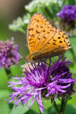 Argynnis adippe namı diğer High Brown Fritillary. Çek Cumhuriyeti 'nde yaygın kelebek.
