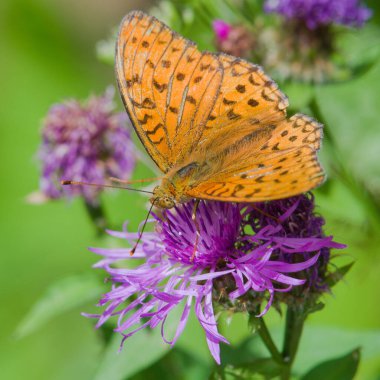 Argynnis adippe namı diğer High Brown Fritillary. Çek Cumhuriyeti 'nde yaygın kelebek.