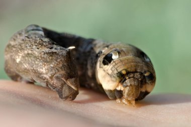 Giant Deilephila elpenor caterpillar aka elephant hawk-moth. Lovely pink butterfly of Czech republic. clipart