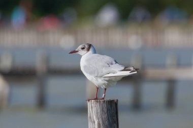 Chroicocephalus ridibundus aka Black-headed Gull perched on the pole above the Neusiedler see lake. clipart