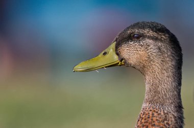 Anas Platyrhynchos namı diğer yaban ördeği kadın portresi.