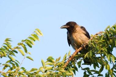 Common bird Corvus cornix aka hooded crow is perched on the tree. Neusiedler see in Austria. Podersdorf city. Summer evening. clipart