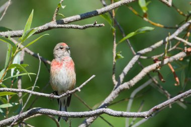 Linaria cannabina namı diğer Linnet erkeği çubuğa tünemiş. Kırmızı tüyler güzel kuş.