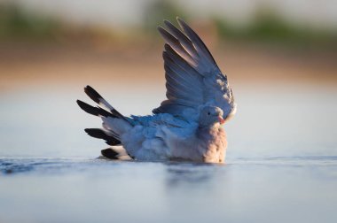 Bird washing in the lake in hot summer evening. Columba palumbus aka Common Wood Pigeon in water. Neusiedler see in Austria. Podersdorf city. clipart