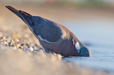 Yaygın kuş Columba palumbus namı diğer Ortak Orman Güvercini gölden su içiyor. Neusiedler Avusturya 'da görüşür. Podersdorf şehri. Yaz akşamı..