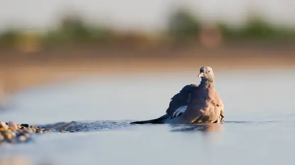 stock image Bird washing in the lake in hot summer evening. Columba palumbus aka Common Wood Pigeon in water. Neusiedler see in Austria. Podersdorf city.