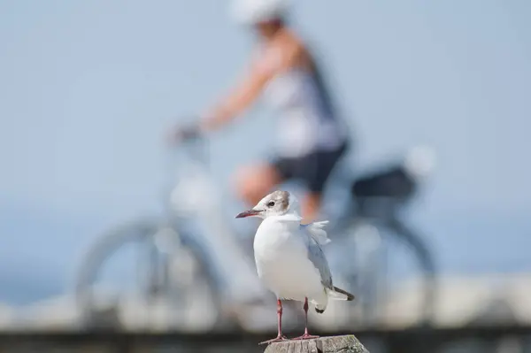 Neusiedler See Avusturya 'da. Bisikletçilerin ve kuşların cenneti. Chroicocephalus ridibundus nam-ı diğer Kara Kafalı Martı ve arka planda bisikletli bulanık kadın..