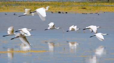 Spoonbill ve balıkçıl sürüsü uçuyor. Avusturya 'da Zicksee Gölü üzerinde uçan kuşlar. 