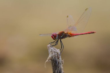 Sympetrum fonksikopi yusufçuğu nam-ı diğer kırmızı damarlı Darter erkeği kuru pipetin üzerinde oturuyor. Bulanık arkaplanda izole.