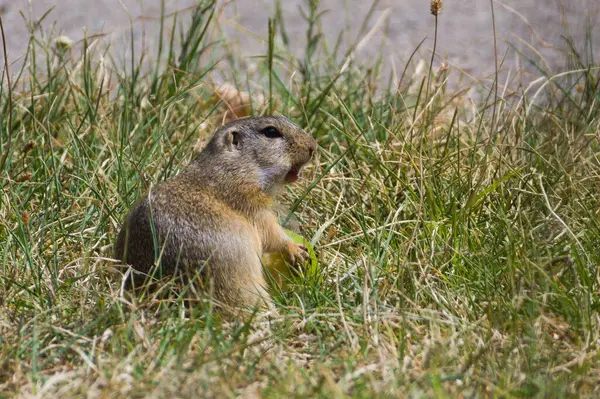 stock image Spermophilus citellus aka European ground squirrel is eating pear in the grass near to his hole. Sankt Andr am Zicksee, Burgenland, Nationalpark Neusiedler See - Seewinkel, Austria.