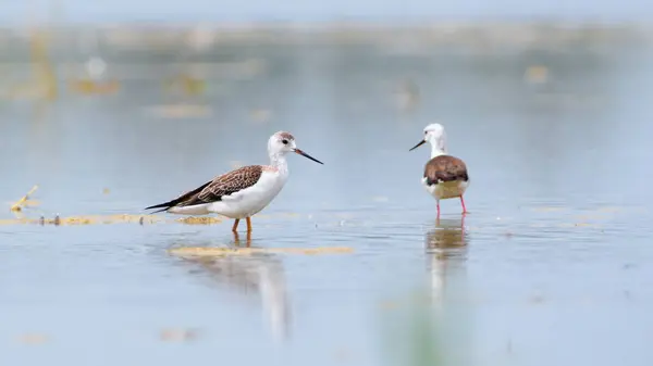 stock image Himantopus himantopus aka Black-winged Stilt is walking in the swamp. Wader bird with long red legs. Zicksee, Austria.