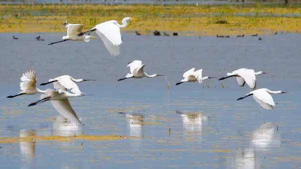 Spoonbill ve balıkçıl sürüsü uçuyor. Avusturya 'da Zicksee Gölü üzerinde uçan kuşlar. 