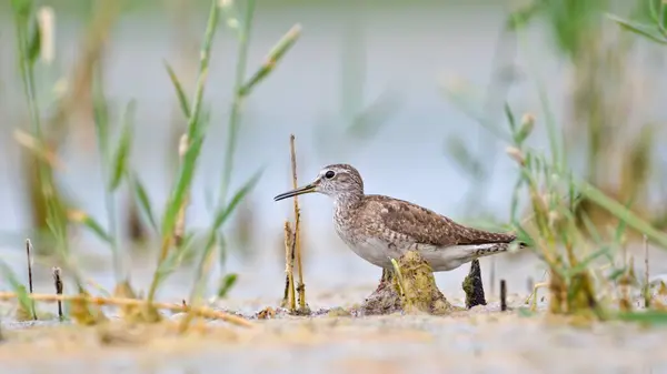 stock image Wader bird Tringa glareola aka Wood Sandpiper is hidden in the reed. Zicksee, Austria.