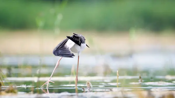 stock image Himantopus himantopus aka Black-winged Stilt is stretching legs in the swamp. Funny wader bird with long red legs. Zicksee, Austria.