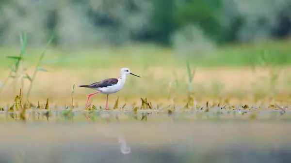 stock image Himantopus himantopus aka Black-winged Stilt is walking in the swamp. Funny wader bird with long red legs. Zicksee, Austria.