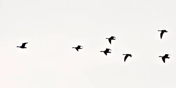 stock image Flock of wild geese is flying on the sky in V formation.