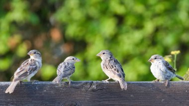 Serçe sürüsü Avusturya 'da Neusiedler' in yanındaki bankta tünedi. Komik grup fotoğrafı. Podersdorf şehri. Yaz akşamı..