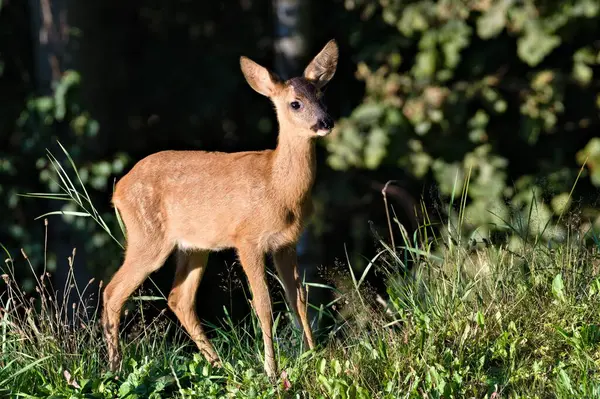 Genç Capreolus capreolus nam-ı diğer Avrupa Roe geyiği. Yakın plan portre. Çek Cumhuriyeti doğası.
