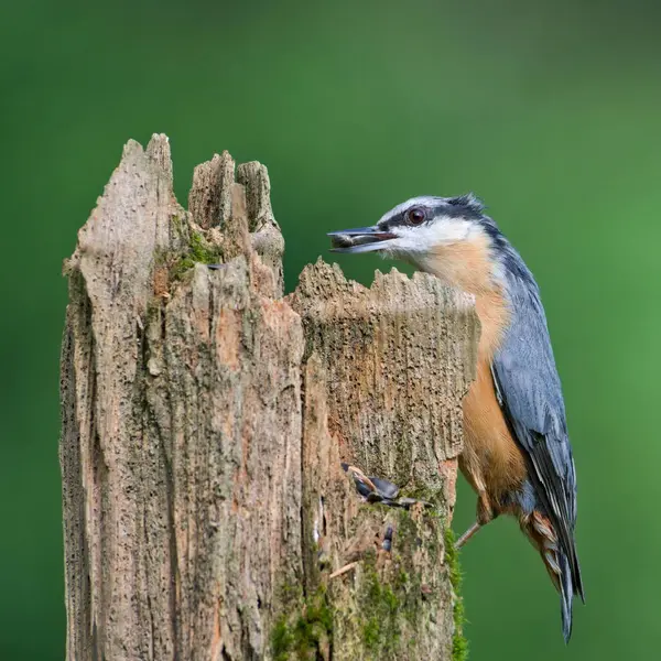 stock image Sitta europaea aka Eurasian nuthatch with the seed in his beak.  Very close-up portrait. Isolated on blurred background.