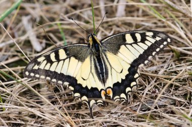 Papilio machaon namı diğer Kırlangıç Kelebeği. Kocaman bir kelebek. Çek Cumhuriyeti 'nin doğası.