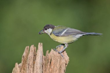 Parus major aka great tit perched on tree branch with seed in beak.. Common bird in Czech republic nature. Isolated on blurred background. clipart