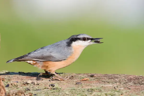 stock image Sitta europaea aka Eurasian nuthatch with the seed in his beak.  Very close-up portrait. Isolated on blurred background.