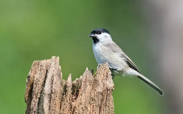 stock image Poecile palustris aka marsh tit perched on tree branch. Common bird in Czech republic nature. Isolated on blurred background.