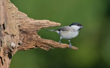 Poecile palustris aka marsh tit perched on tree branch. Common bird in Czech republic nature. Isolated on blurred background. clipart