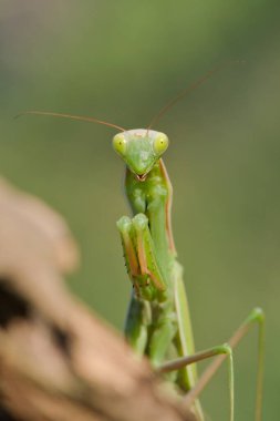 Peygamber devesi nam-ı diğer Mantis dini Çek Cumhuriyeti 'nin vahşi doğasında yetişkin bir kadın. Yaz sonu. Yakın plan portre. Bulanık arkaplanda izole.