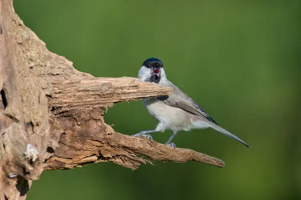 stock image Poecile palustris aka marsh tit perched on tree branch. Common bird in Czech republic nature. Isolated on blurred background.