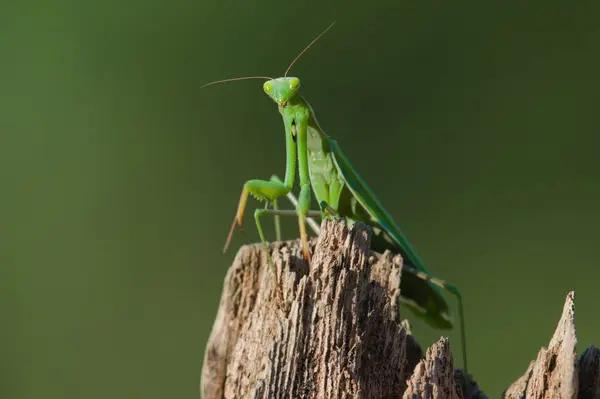 Peygamber devesi nam-ı diğer Mantis dini Çek Cumhuriyeti 'nin vahşi doğasında yetişkin bir kadın. Yaz sonu. Yakın plan portre. Bulanık arkaplanda izole.