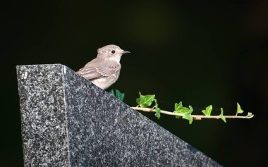 Bebek Muscicapa striata namı diğer benekli sinekkapan yazın sonunda mezar taşına tünedi. Boşluğu kopyala.