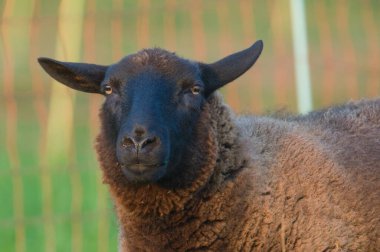 Otlaktaki aile içi kara koyun portresi. Çek Cumhuriyeti kırsalındaki küçük çiftlikteki çiftlik hayvanları. 