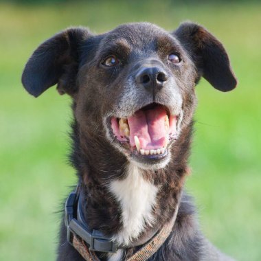 Mutlu gülümseyen melez köpek, sevgili efendisiyle yürüyüşün tadını çıkarıyor. Ayrıntılı portre. Ağzını aç ve dilin görünür olsun. Çek Cumhuriyeti.