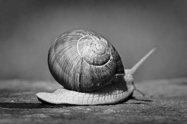 Helix pomatia namı diğer Romalı salyangoz taşın üzerinde sürünüyor. Siyah ve beyaz düzenleme.