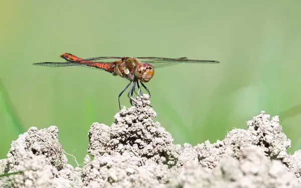 Yusufçuk Sympetrum striolatum diğer adıyla darter yere tünemiş. Parlak bulanık arka planda izole edilmiş. Yaz. Çek Cumhuriyeti doğası.