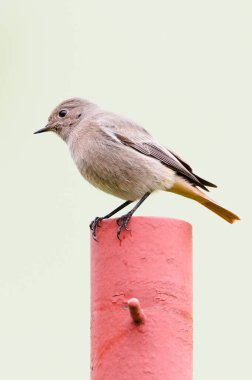 Phoenicurus ochruros aka Black redstart female perched on the garden. Common bird in Czech republic. clipart