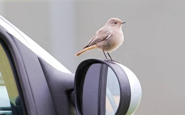 Phoenicurus ochruros nam-ı diğer siyah kızıl dişi arabanın üzerine tünemiş..