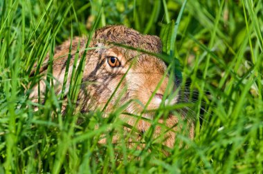 Bunny Lepus europaeus is hidden in the grass on sunny spot on the field. Very expanded hare in Czech republic. Summer evening. clipart