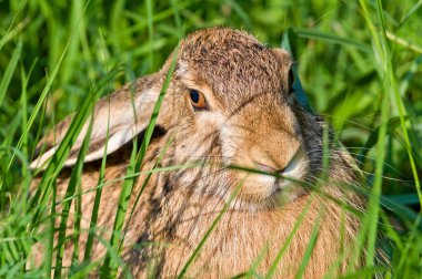 Bunny Lepus europaeus sahanın güneşli noktasında çimlerin arasında saklanır. Çek Cumhuriyeti 'nde çok genişletilmiş bir tavşan. Yaz akşamı..