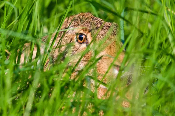 Bunny Lepus europaeus sahanın güneşli noktasında çimlerin arasında saklanır. Çek Cumhuriyeti 'nde çok genişletilmiş bir tavşan. Yaz akşamı..