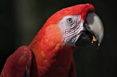 Scarlet macaw namı diğer Ara macao veya Ara arakanga 'nın gagasında yemek var. Çek Cumhuriyeti 'ndeki Zoo Lesna' da inanılmaz renkli bir papağan. Amerika 'nın yağmur ormanlarına özgü egzotik bir kuş..