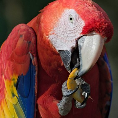 Scarlet macaw namı diğer Ara macao veya Ara arakanga pençeli. Çek Cumhuriyeti 'ndeki Zoo Lesna' da inanılmaz renkli bir papağan. Amerika 'nın yağmur ormanlarına özgü egzotik bir kuş..