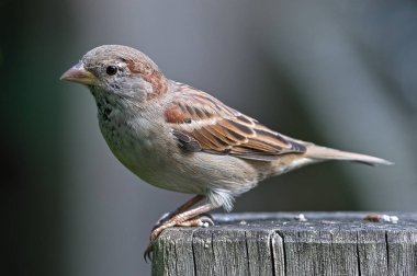 Passer domesticus nam-ı diğer ev serçesi direğin üzerine tünemiş. Çek Cumhuriyeti 'nde yaygın bir kuş.