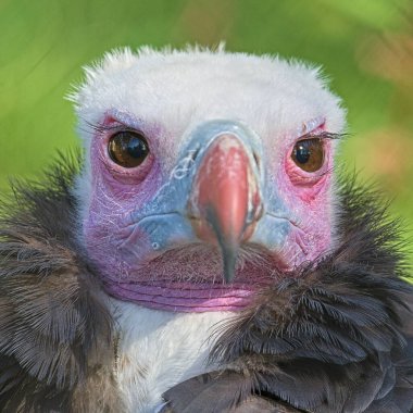 Trigonoceps occipitalis nam-ı diğer Beyaz Kafalı Akbaba yakın plan kafa portresi. Çek Cumhuriyeti 'ndeki Zoo Zlin Lesna' da renkli bir kuş. Göz göze. Komik görünüyor..