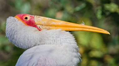 Mycteria Ibis namı diğer Sarı gagalı Leylek. Çek Cumhuriyeti 'nde Zlin Lesna Hayvanat Bahçesi' ndeki büyük kuşun yakın plan portresi.