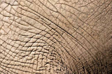 Fil derisinin ayrıntıları. Loxodonta africana namı diğer Afrika çalı fili Çek Cumhuriyeti 'ndeki Lesna Zlin' de..